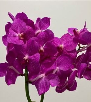 Orchidea Vanda Ni Hot Fuchsia v intenzívnej fialovej farbe
