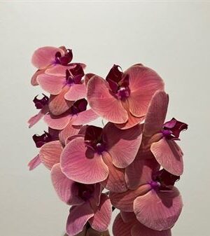 Phal Asian Coral – čerstvý rezaný kvet, pôvod: NL