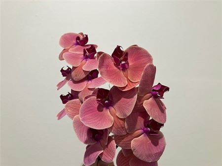 Phal Asian Coral – čerstvý rezaný kvet, pôvod: NL