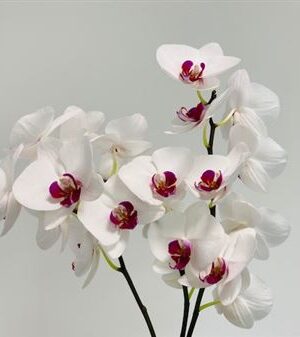 Phalaenopsis Red Lips rezaná orchidea