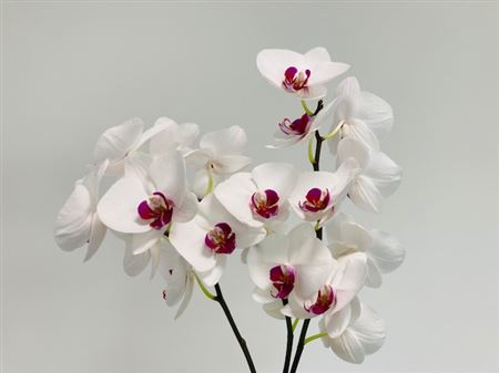 Phalaenopsis Red Lips rezaná orchidea