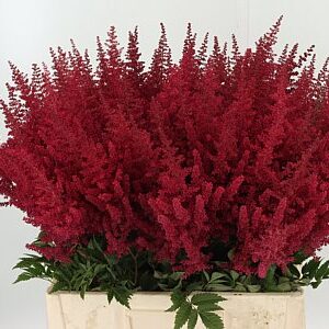 Astilbe Paul Gaarde Red – čerstvý rezaný kvet, dĺžka: 65 cm, pôvod: NL