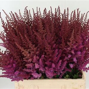Astilbe Maggie Daley Purple – čerstvý rezaný kvet, dĺžka: 65 cm, pôvod: NL