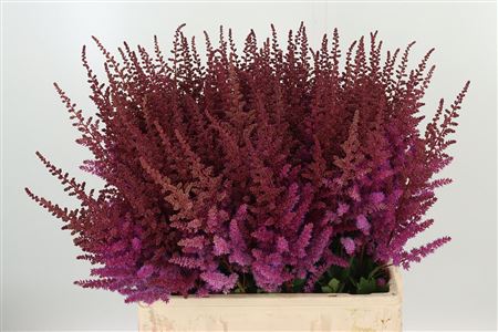Astilbe Maggie Daley Purple – čerstvý rezaný kvet, dĺžka: 65 cm, pôvod: NL