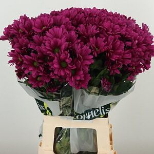 Chryzantéma T Randall – čerstvý rezaný kvet, dĺžka: 70 cm, pôvod: NL