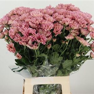 Chryzantéma Tellma Resq Lucie 70 cm