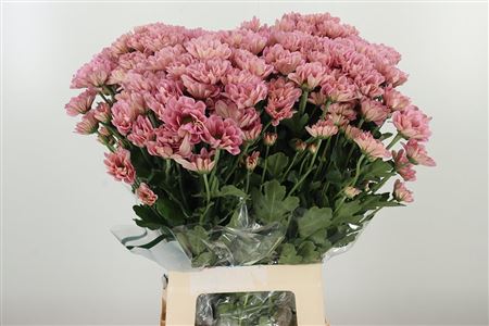 Chryzantéma Tellma Resq Lucie 70 cm