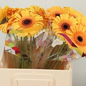 Gerbera Jetset 50 cm