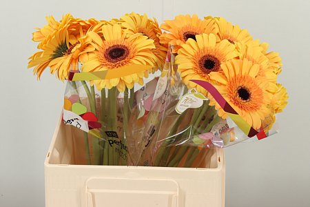 Gerbera Jetset 50 cm
