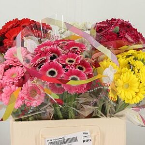 Gerbera Mini Aq Piccolini Bari 50 cm