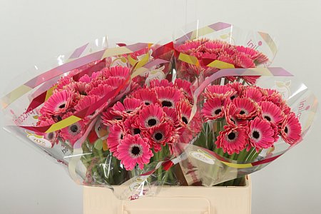 Gerbera Piccolini San Remo – čerstvý rezaný kvet, dĺžka: 50 cm, pôvod: NL