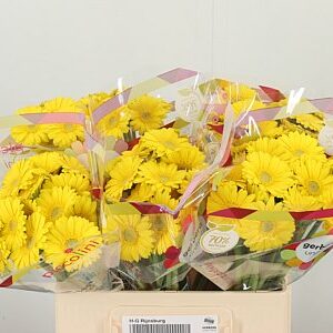 Gerbera Ge Mi Aq Piccolini Ancona 50 cm