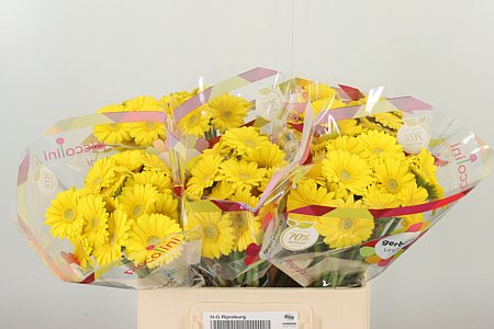 Gerbera Ge Mi Aq Piccolini Ancona 50 cm