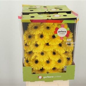 Gerbera Ge Mi @ Pacman – čerstvý rezaný kvet, dĺžka: 50 cm, pôvod: NL