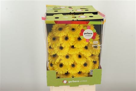 Gerbera Ge Mi @ Pacman – čerstvý rezaný kvet, dĺžka: 50 cm, pôvod: NL