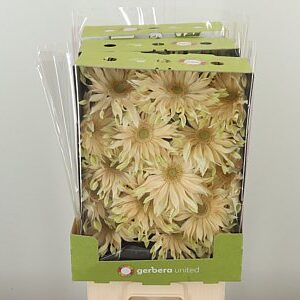 Gerbera Pasta Carbonara 50 cm