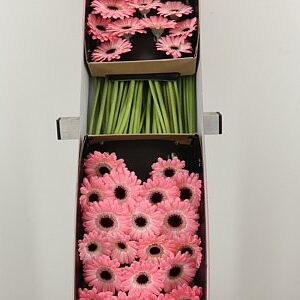 Gerbera Ge Mi Dixon 45 cm