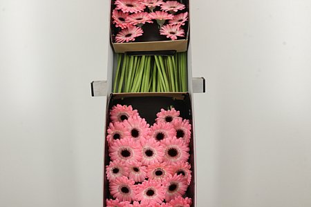 Gerbera Ge Mi Dixon 45 cm