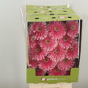 Gerbera Pom Pom Power Ball Aqua