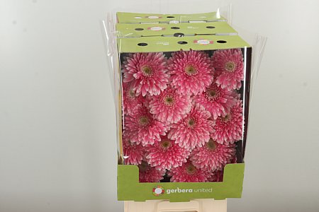 Gerbera Pom Pom Power Ball Aqua