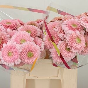Gerbera Panucci s jemným akvarelovým sfarbením, dĺžka 50 cm