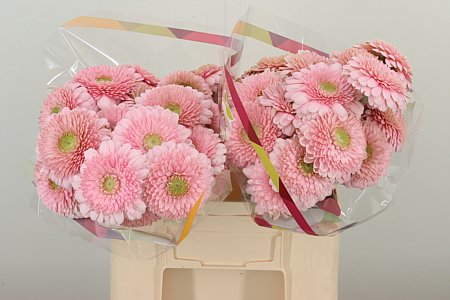 Gerbera Panucci s jemným akvarelovým sfarbením, dĺžka 50 cm