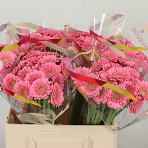 Gerbera Mini Aq Piccolini Bari 50 cm
