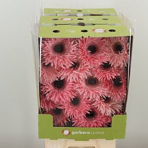 Gerbera pavúčia Aqua Spider Abu 50 cm