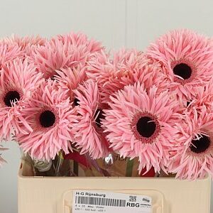 Gerbera pavúčia Aqua Spider Abu 50 cm