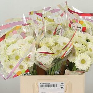 Gerbera Ge Mi Aq Piccolini Ponza – čerstvý rezaný kvet, dĺžka: 50 cm, pôvod: NL