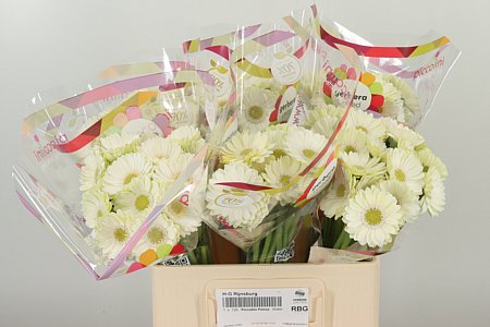 Gerbera Ge Mi Aq Piccolini Ponza – čerstvý rezaný kvet, dĺžka: 50 cm, pôvod: NL