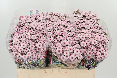Chryzantéma San Mad Bico Tyolo 55 cm