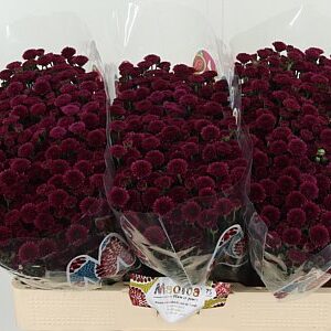 Chr San Mad Purple Tyolo – čerstvý rezaný kvet, dĺžka: 55 cm, pôvod: NL