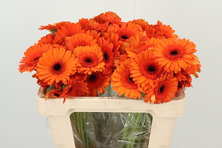 Ge Mi Aq Caramba – čerstvý rezaný kvet, dĺžka: 50 cm, pôvod: NL