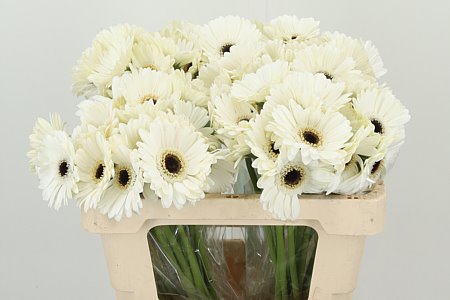 Gerbera Ge Mi Aq Lido 50 cm