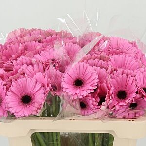 Gerbera Ge Mi Aq Talent 50 cm
