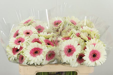 Gerbera Ge Mi Aq Double Fun s plnými lupeňmi