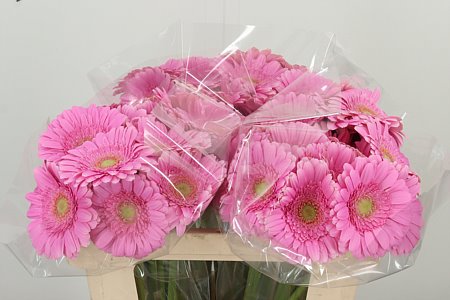 Gerbera Ge Mi Aq Kirstey 50 cm