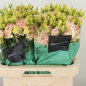 Eustoma Alissa Champagne krémovej farby