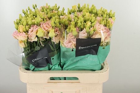 Eustoma Alissa Champagne krémovej farby