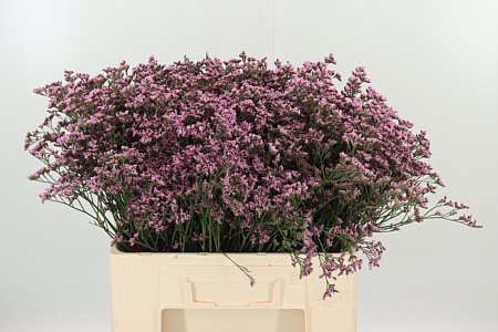 Limonium Piuma Pink Touch ružový