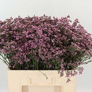 Limon Piuma Pink Touch – čerstvý rezaný kvet, dĺžka: 60 cm, pôvod: KE