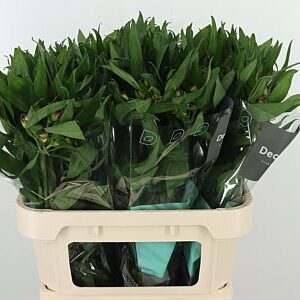Alstr Morado – čerstvý rezaný kvet, dĺžka: 75 cm, pôvod: NL