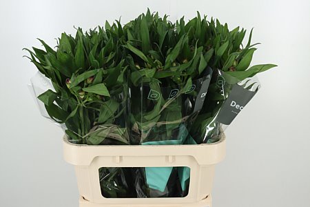 Alstroemeria Morado – čerstvý rezaný kvet, dĺžka: 75 cm, pôvod: NL