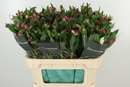 Alstroemeria Bikini 75 cm