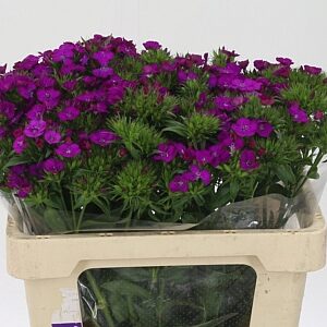 Di Barb Neon Purple – čerstvý rezaný kvet, dĺžka: 55 cm, pôvod: NL
