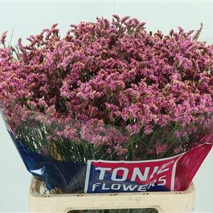 Limonium Sin Naomi Diamond s bielymi drobnými kvietkami