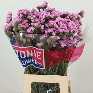 Limonium S Apricot Sun Birds 80 cm