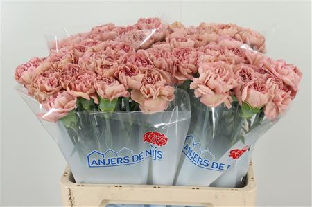 Di St Happy Chery – čerstvý rezaný kvet, dĺžka: 60 cm, pôvod: BE