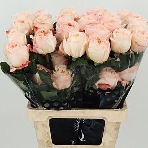 R Eq Cream X-pression – čerstvý rezaný kvet, dĺžka: 60 cm, pôvod: EC